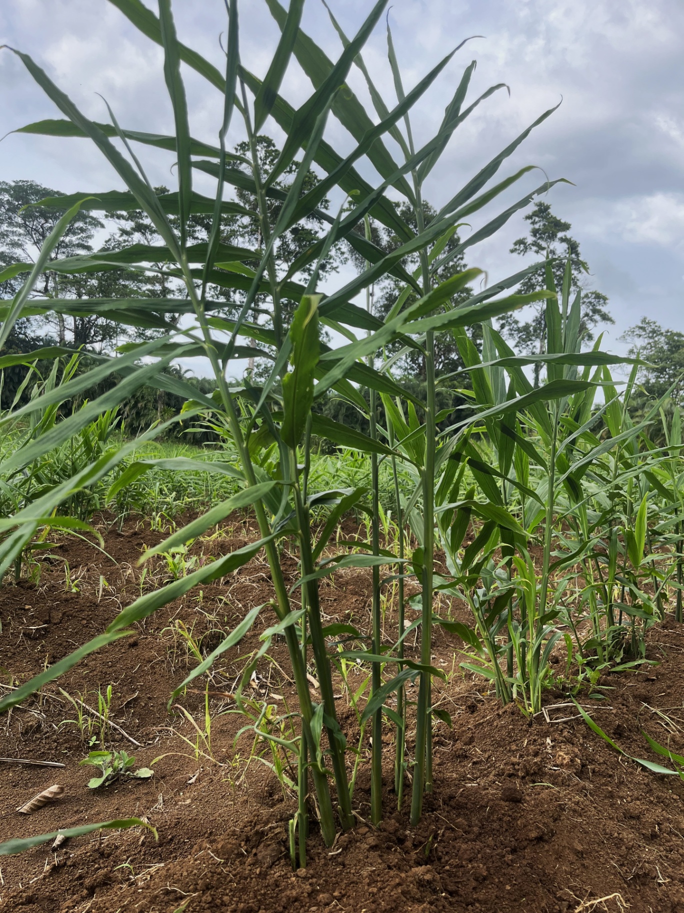 Young ginger plants growing in volcanic soil