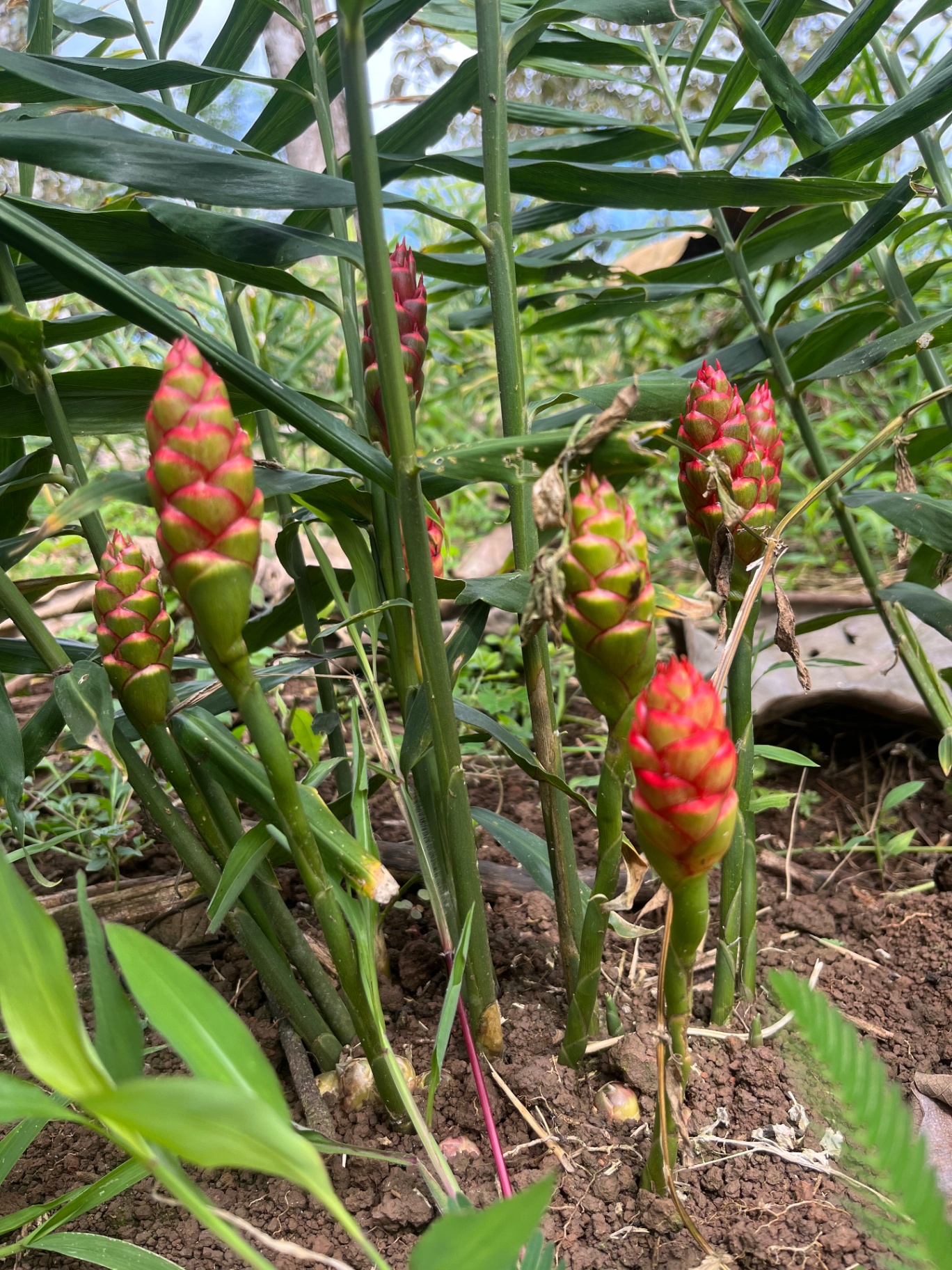 Vibrant red ginger flowers blooming on the farm