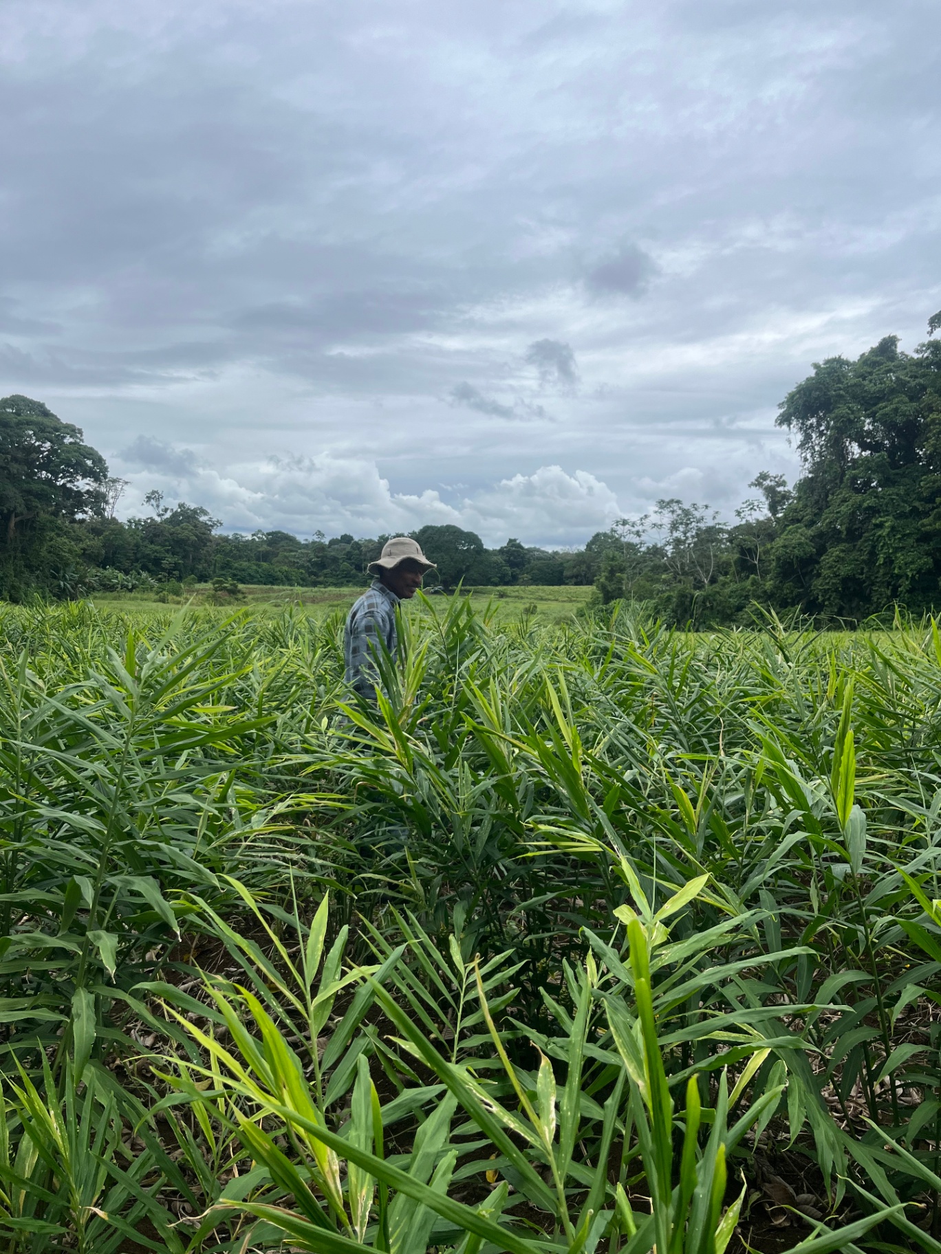 Costa Rican farmer walking through a ginger field