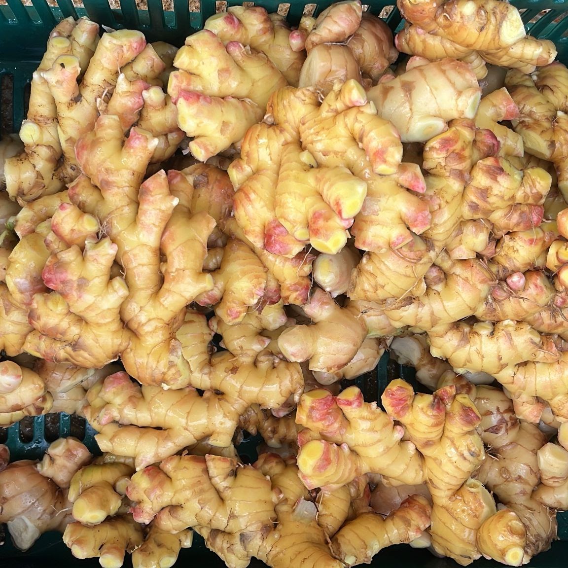 Premium fresh ginger root from Costa Rica