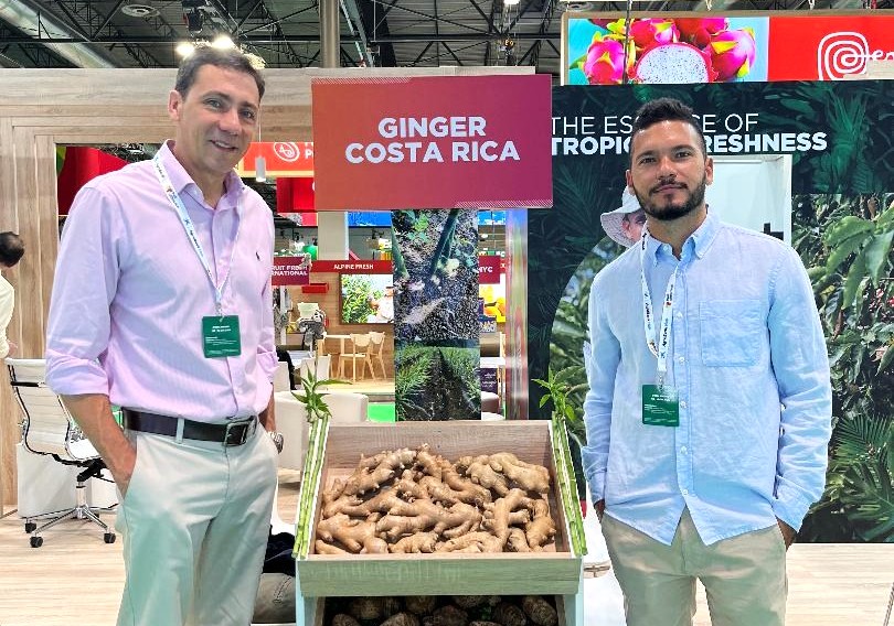 Farmer holding fresh ginger root