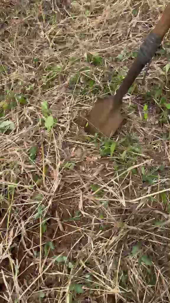 Harvest